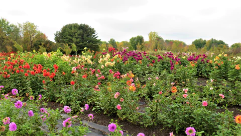 Blooms Flower Farm Shop & Bulb Syracuse, NY