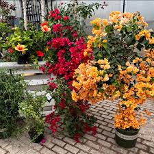 Carol Watson Greenhouse and Landscaping in Lafayette