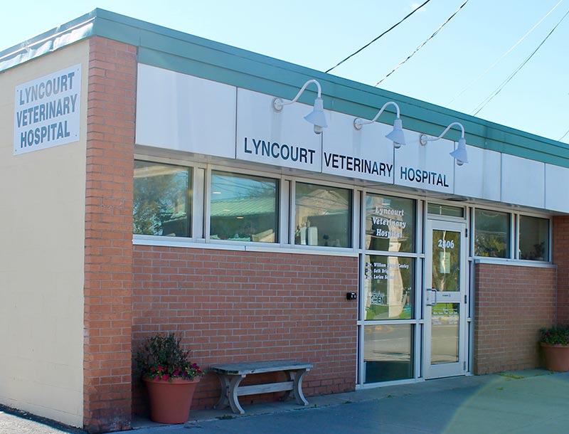 Lyncourt Veterinary Hospital Syracuse NY