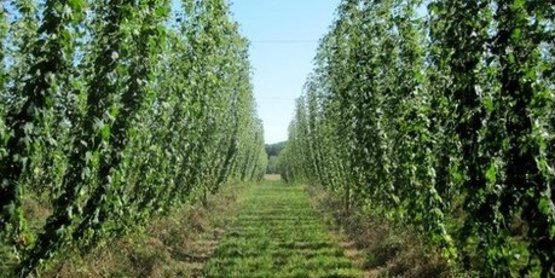 Madison County hop farms history 1850 hop capital