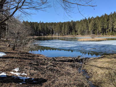 Morgan Hill State Forest in Tully