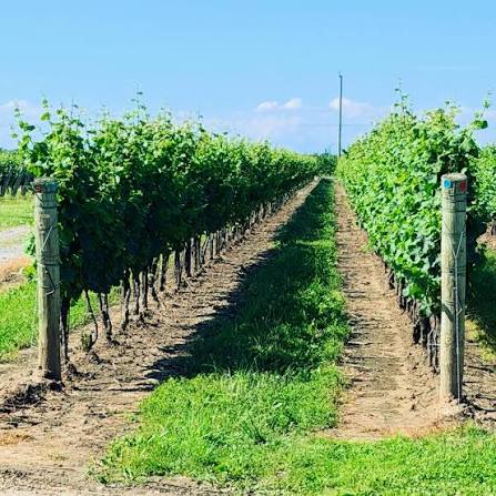 Niagara Wine Trail Lake Ontario