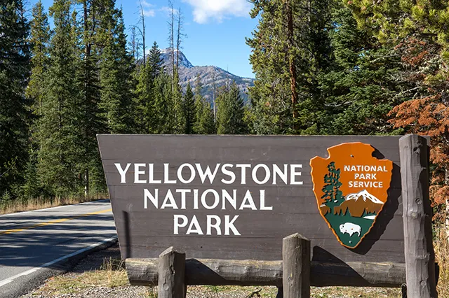 Yellowstone National Park Bison on Route 20