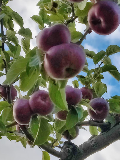 Vermont Orchards Fruit Rows